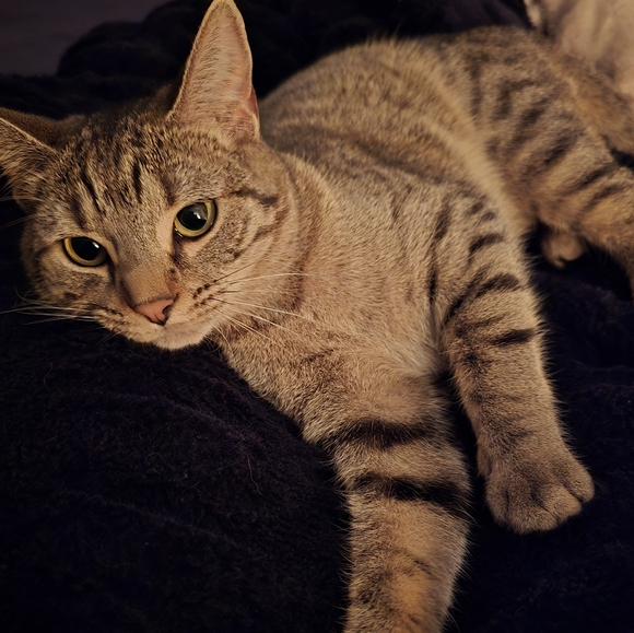 I hope to have a variety of items at Wilds' Treasure Chest - Picture 1 of 1